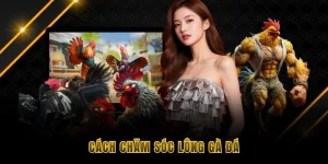 Cách chăm sóc lông gà đá 